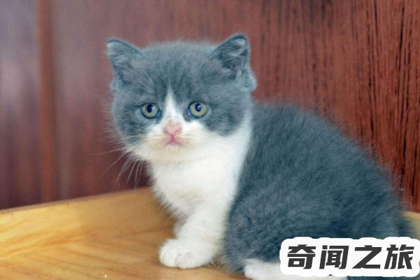 猫咪智商排行榜10种最聪明的猫（加菲猫相当于人类几岁智商）