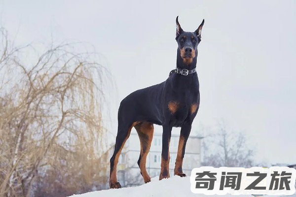 杜宾犬价格多少钱一只（杜宾犬能卖多少钱）