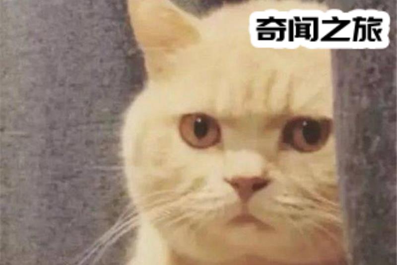 好奇心害死猫的故事由来（好奇心害死猫典故）