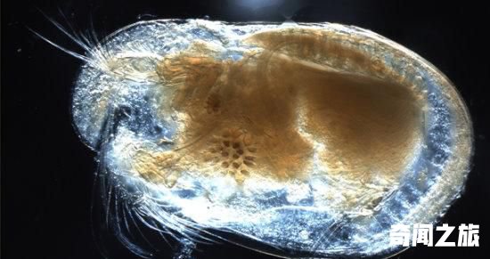 15大科学界年度奇闻：最恶心生物夺冠