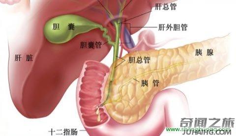 人体器官的位置都是在哪个部位（人体主要器官的位置总结）