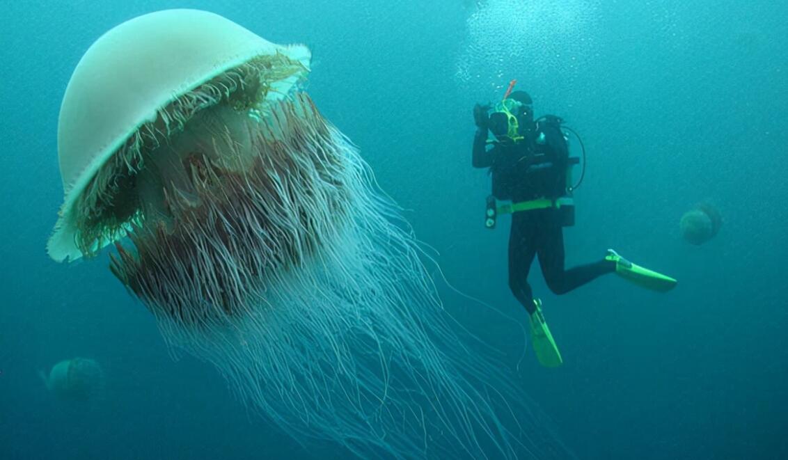 最大的十种海洋生物