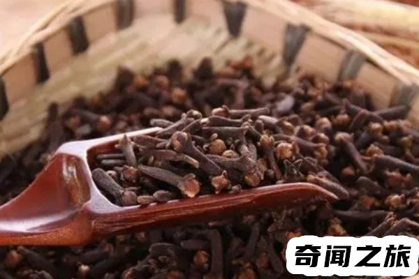 苦茶子是什么梗(苦茶子其实就是裤衩子的谐音梗)