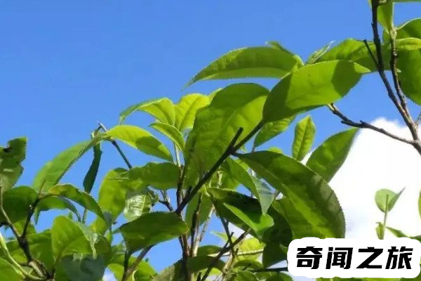 苦茶子是什么梗(苦茶子其实就是裤衩子的谐音梗)