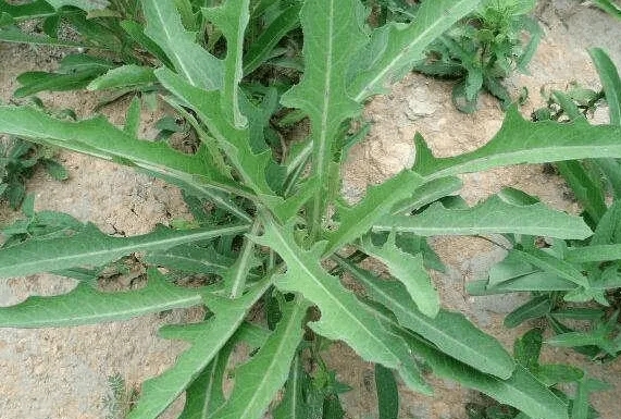 小满传统节日吃什么（小满节气的风俗食物大全）