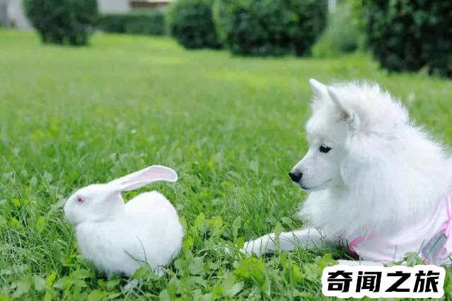 狗狗品种大全及名称图片（比熊犬可是贵族的宠物后来一度沦为马戏团的小丑）