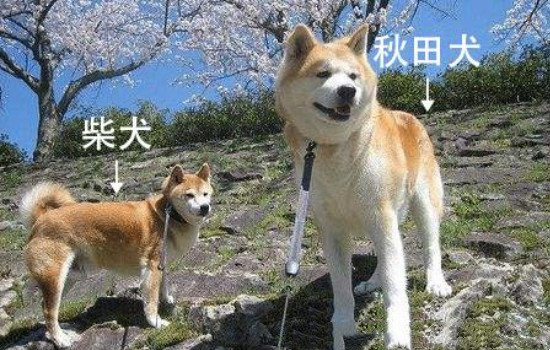 柴犬和秋田犬有哪些区别（秋田犬体型要更大一些）