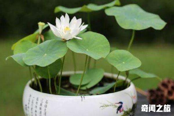 夏天适合养什么花（茉莉花在夏季是生长最旺盛）