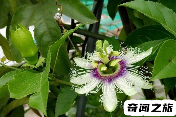 日轮花是什么（日轮花就是西番莲本身无毒无害)