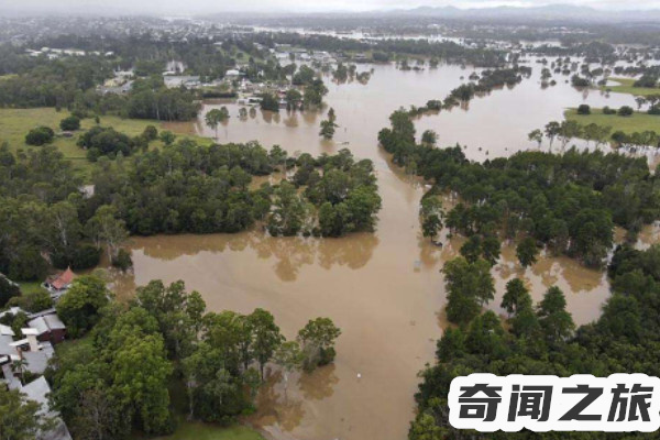 中国八三年蛇灾（目睹过成千上万条蛇在水中翻涌）