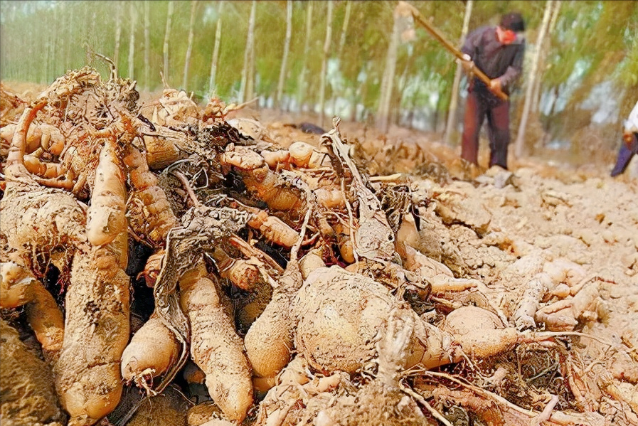 最新小型加工厂项目农村（投资两万的小型加工厂有哪些项目）