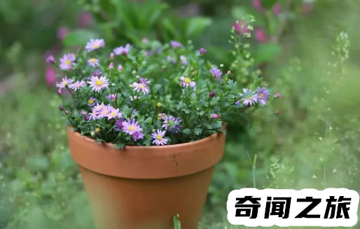 花盆里潮虫子怎么去除（花盆里有潮虫怎么去除小妙招）