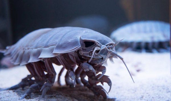 深海有什么生物图片（7种罕见的深海生物）