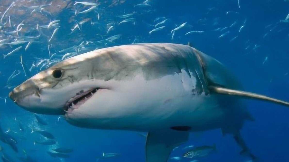 十大危险海洋生物盘点