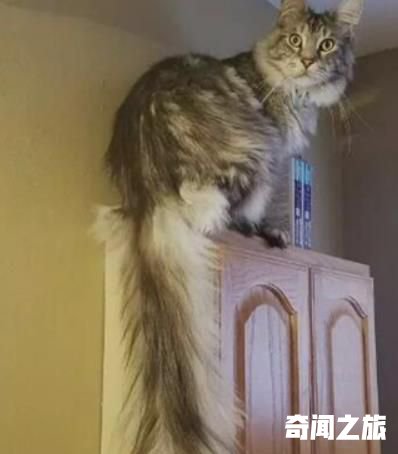 世界上尾巴最长的猫 两岁时尾长达到44.66厘米