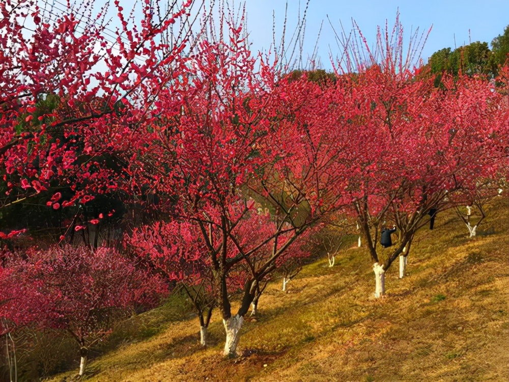 常州免费的景点有哪些地方（常州网红免费景点）