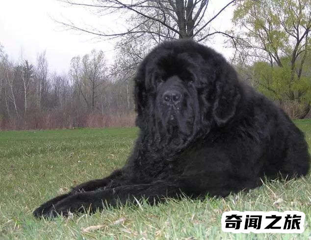 狗狗品种大全及名称图片（比熊犬可是贵族的宠物后来一度沦为马戏团的小丑）