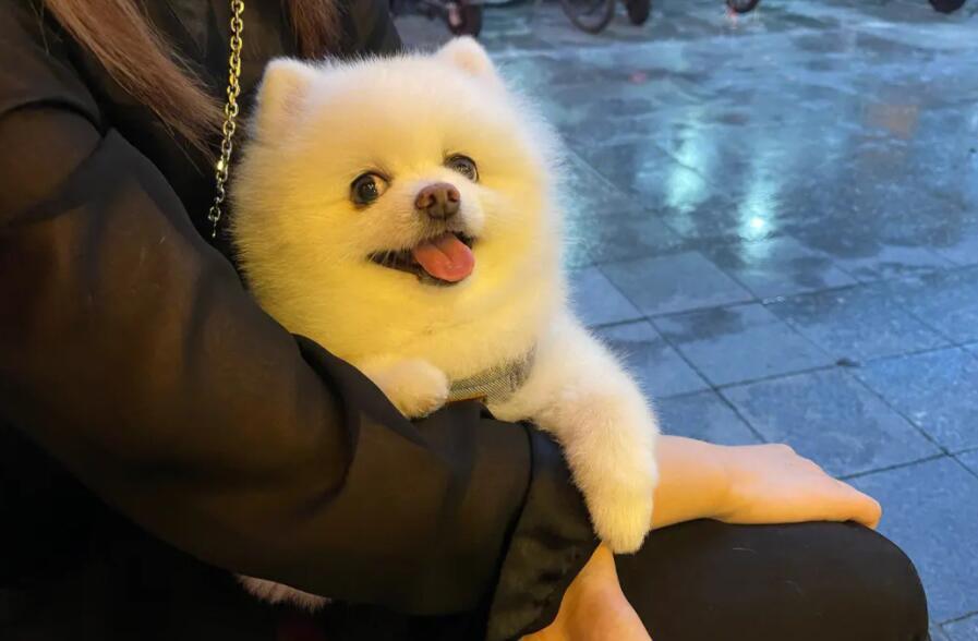 全球最受欢迎的十大宠物犬