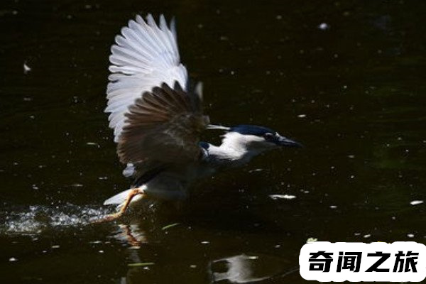 扯雀塘简介（周围寸草不生很多动物路过在这里也会无故丧命）