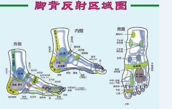 脚的部位示意图（整个脚的部位图解）