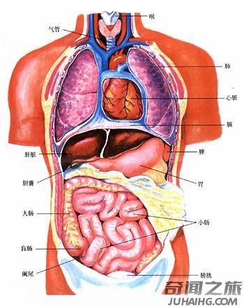 人体器官的位置都是在哪个部位（人体主要器官的位置总结）