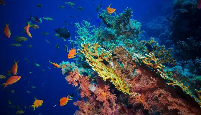 海中的十大恐怖生物