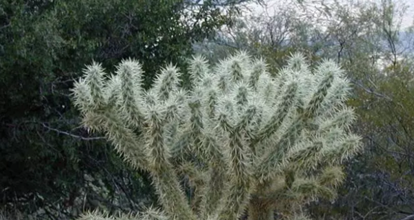 沙漠中顽强的十大植物图片（千岁兰寿命很长超过1500年）