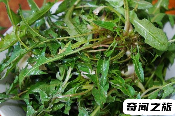 蒲公英和婆婆丁是不是一种植物（蒲公英的俗名属于菊科多年生草本植物）