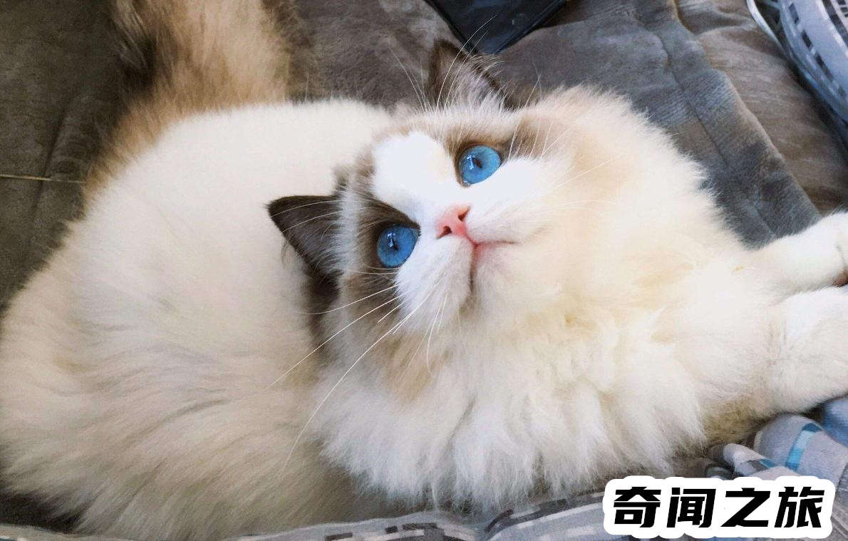 布偶猫现在价格多少钱一只（布偶猫一只最便宜多少钱）