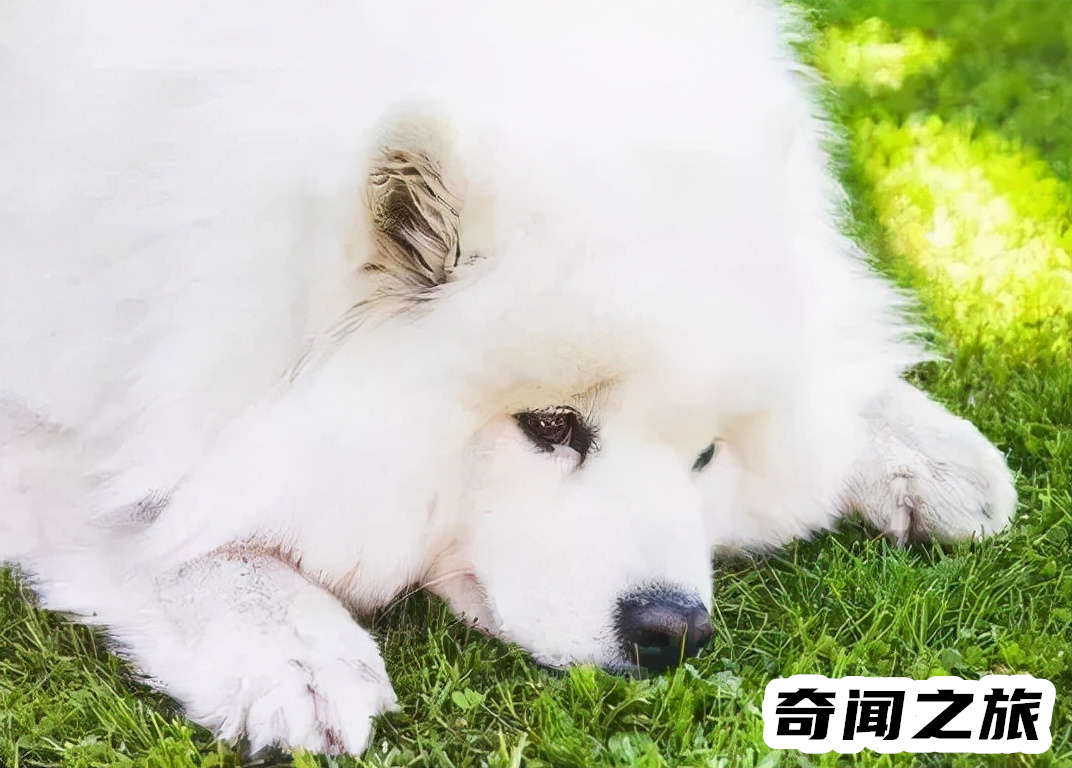 萨摩耶犬多少钱一只价格表（平均价格在1千5~4千元左右）