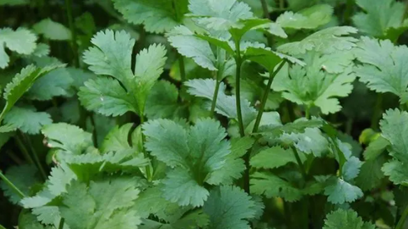 香菜里面有什么成分