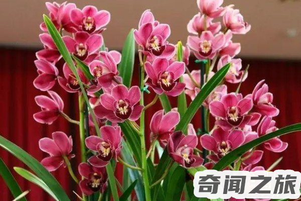 中国的花城在哪里（广州的城市花是什么）