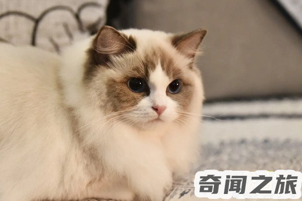 一只赛级的布偶猫大概需要多少钱（每只价格在万元以上）