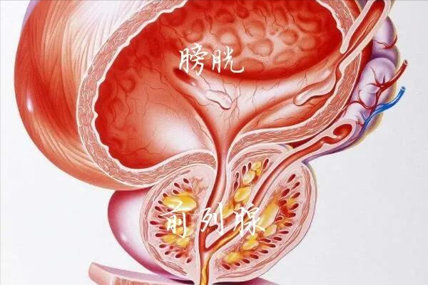 前列腺真正的部位在哪（前列腺具体在身体的哪个部位）