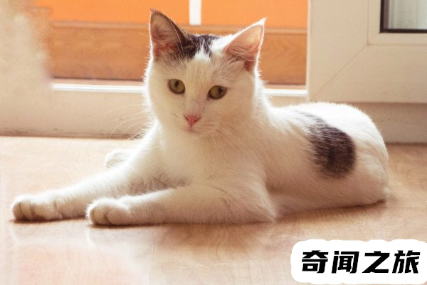 猫抓伤需要打狂犬病疫苗吗（猫抓了要不要打狂犬病疫苗）