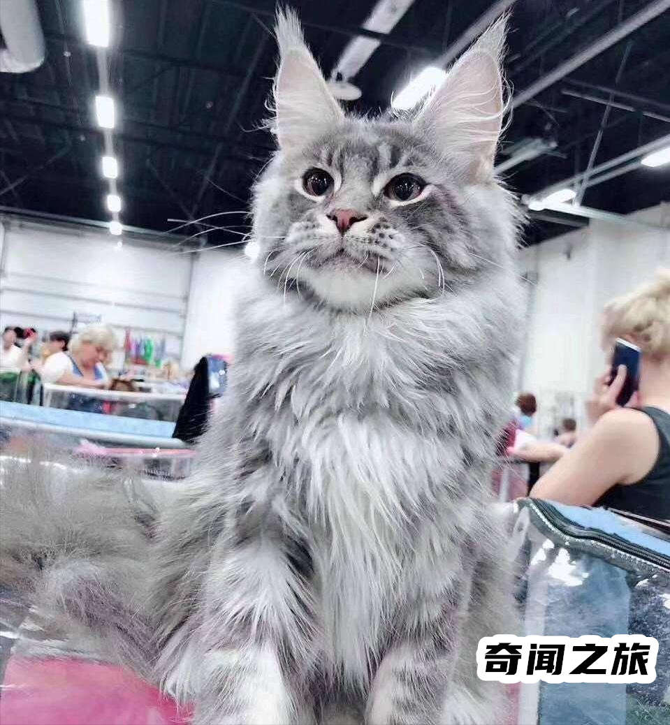 布偶猫现在价格多少钱一只（布偶猫一只最便宜多少钱）