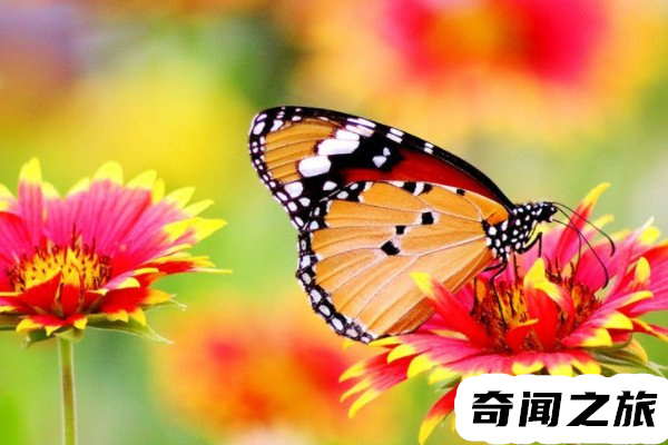 过世的人会变成蝴蝶是从哪里来的（人死后会变成蝴蝶有科学依据吗）