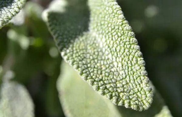 地球十大漂亮致命的植物（甘菊减少怀孕期间的晨吐、减少患癌症的几率）