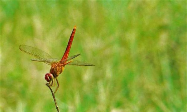 蜻蜓若虫的特征 外貌类似成虫，没有叶翅