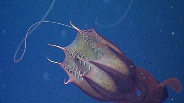 深海中可怕的生物（深海生物为什么长得奇怪）