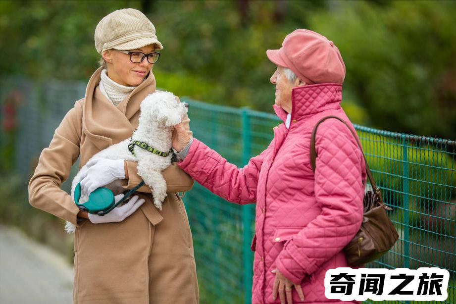 比熊犬一只大概多少钱才标准（比熊犬最便宜多少钱一只幼犬）