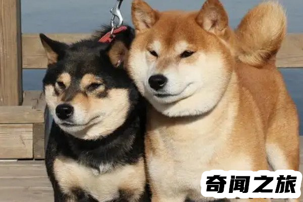 柴犬价格多少钱一只最低每只售价2000元(价格差异很大)