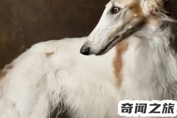 波索尔犬多少钱(一只每只500到3500元)