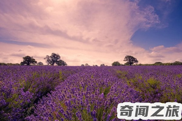 骂人的最高境界的句子（霸气的恶毒语言）