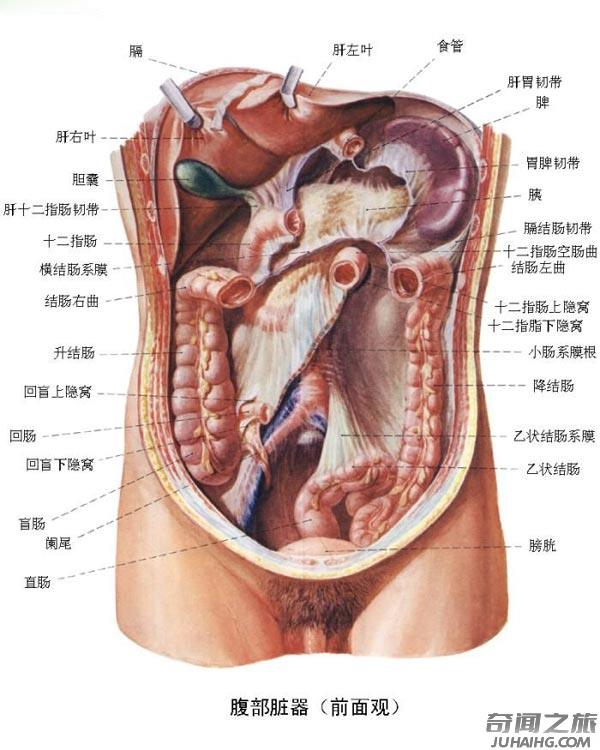 人体器官的位置都是在哪个部位（人体主要器官的位置总结）