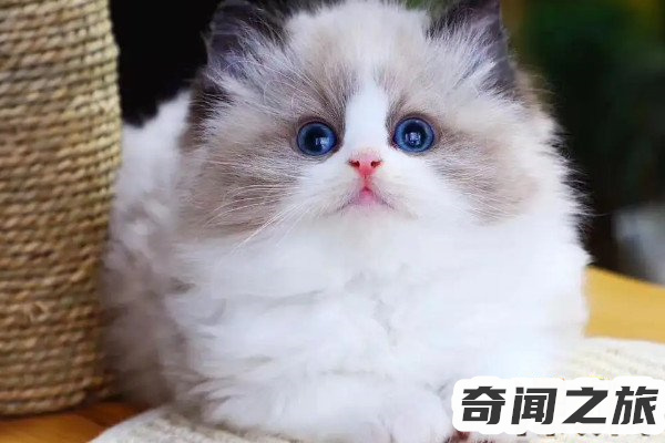 猫品种布偶多少钱一只（2022年今年的布偶猫多少钱一只）