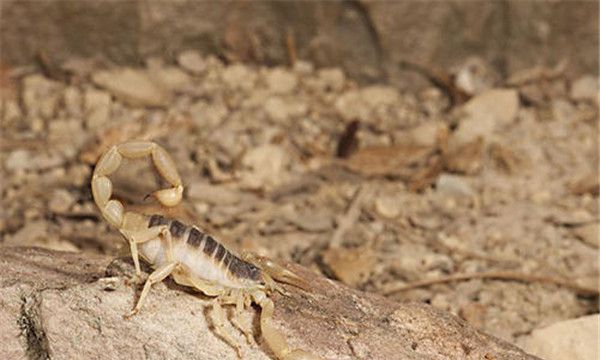 东亚钳蝎生物学特性（体型并不是很大大概只有成人的拇指大小）