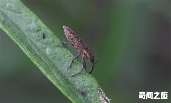 甲虫是益虫还是害虫：益虫或害虫（属性不明）