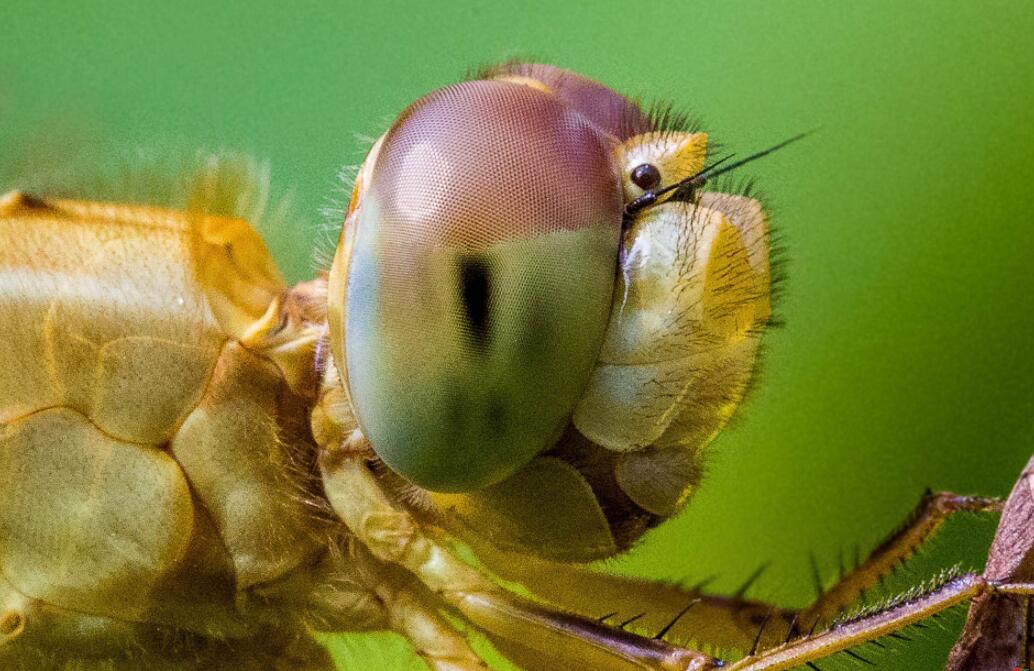 自然界眼睛最多的生物是什么