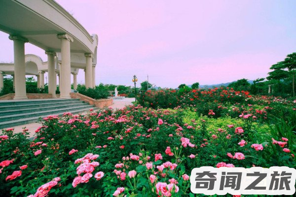 中国的花城在哪里（广州的城市花是什么）